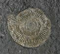 Ammonite Cluster (Harpoceras, Dactylioceras) - Germany #51342-2